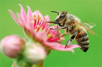 Las abejas, por su importancia económica y su papel polinizador, tienen una clasificación especial en los riesgos de los productos fitosanitarios