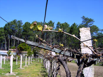 El atado pretende inmovilizar las varas podadas sobre el soporte 