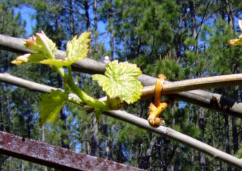 Detalle del nudo sencillo sobre un larguero
