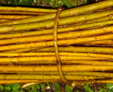 Detalle de los bimbios mansos o "bimbias"