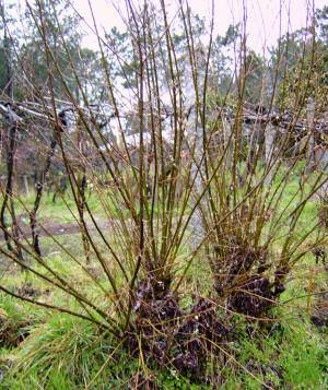 Macizo de chamadizas