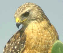aves rapaces 