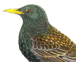 Aves, estornino 
