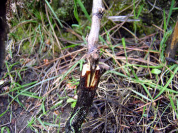 Injerto de cuña o hendidura