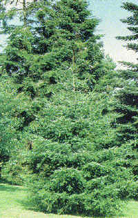 pulpa de madera, rayón y perlón