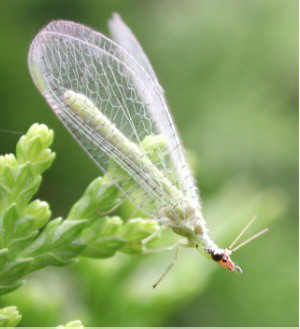 Ejemplar adulto de crisopa. Son insectos depredadores de otros artrópodos
