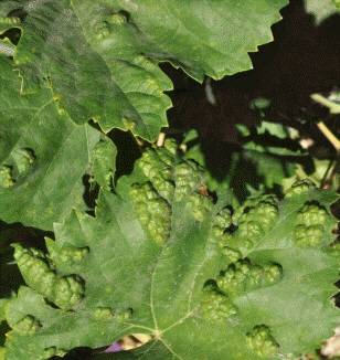 Ejemplo de erinosis en la vid, una enfermedad provocada por el ácaro Colomerus Vitis