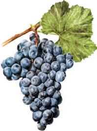 Uva Garnacha Tintorera