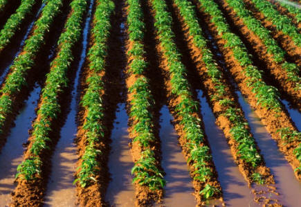 A causa de la labranza constante, Los cultivos intensivos eliminan paulatinamente y por lixiviación las reservas de materia orgánica del suelo