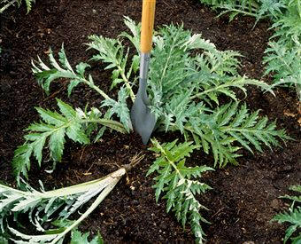 Cardo (Cynara cardunculus)