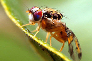 Mosca de las frutas (Ceratitis capitata)
