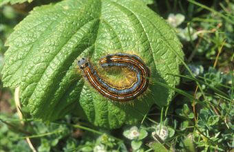 Oruga galoneada o de librea (Malacosoma neustria)