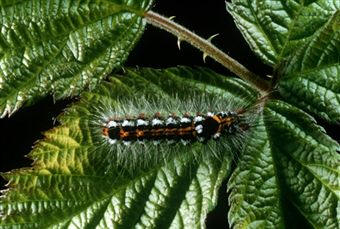Oruga de zurrón (Euproctis chrysorrhoea)