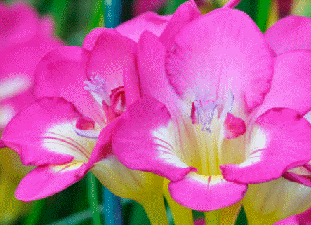 Las plantas monoicas hermafroditas (con órganos masculinos y femeninos alojados dentro de una misma flor), constituyen la mayor parte de las plantas superiores. En la imagen una freesia