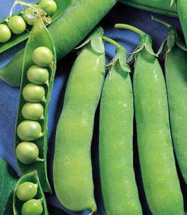 Guisante (Pisum sativum)