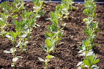 Haba (Vicia faba)