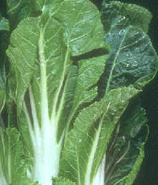 Acelga (Beta vulgaris variedad cycla)