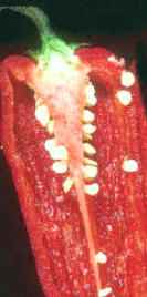 Izquierda, guindillas desecadas preparadas para su almacenamiento; derecha, disposición interna del tabique con sus semillas