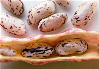 Distintas variedades de judías pintas secas (habichuelas) [Phaseolus coccineus]