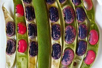 Distintas variedades de judías pintas secas (habichuelas) [Phaseolus coccineus]
