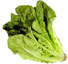 Variedad de lechuga lechuga romana (Longifolia)