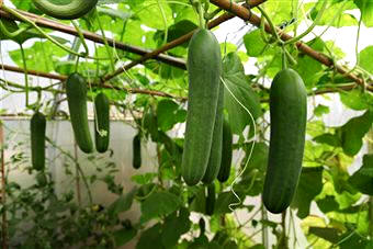 Emparrado para la producción de pepinos (Cucumis sativus)