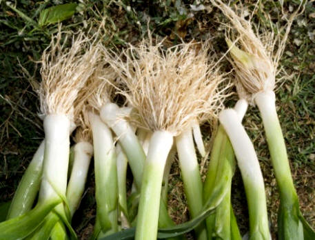Puerro (Allium porrum)