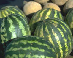 Sandía (Cucumis citrullus o Citrullus vulgaris)