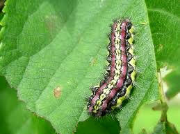 Oruga de piñón (Aglaope infausta)