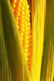 La manipulación genética a nivel celular (organismos transgénicos), como los desarrollados sobre el maíz, han creado un debate sobre la posible influencia en la salud humana a medio y largo plazo