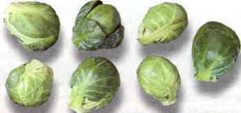 Brotes de Brassica oleracea (gemmifera)
