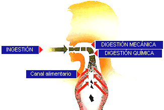 Procesos digestivos