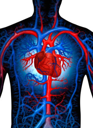 El sistema circulatorio es un conjunto de vasos, arterias, venas, capilares sanguíneos y vasos linfáticos, que distribuyen los líquidos internos impulsados por un corazón