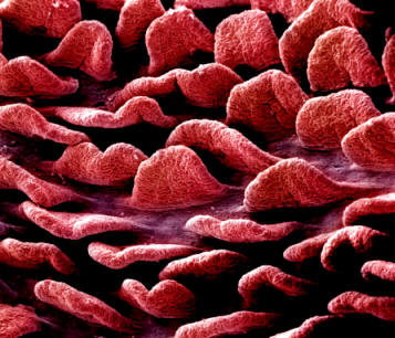 Ilustración de las vellosidades de las paredes intestinales, a través de las cuales se produce la mayor parte de la abosrción de los nutrientes