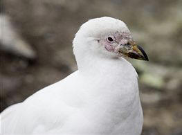 Paloma antártica (Chionis alba)