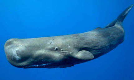 Cachalote (Physeter Macrocephalus)