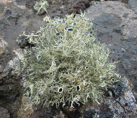 Liquen antártico (Usnea aurantiaco-atra / Usnea fasciata)