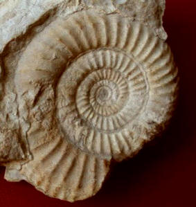 Fósil de un amonite antártico