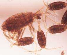 bio_insectos.jpg (6176 bytes)
