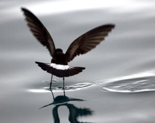 Petrel de Wilson (Oceanites oceanicus)