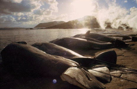 En mayor o menor medida, según su rendimiento, todas las especies de ballenas han sido objeto de caza indiscriminada