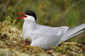 Izquierda: Gaviotín antártico o Golondrina de mar (Sterna vittata); derecha: Gaviotín ártico (Sterna paradisaea)