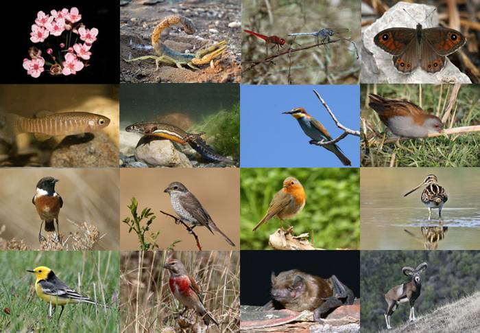 Existen una serie de buenas prácticas tendentes a preservar el ambiente natural y la biodiversidad que debemos tener en cuenta, pues nuestros actos y sus efectos no están aislados del entorno natural y sus integrantes