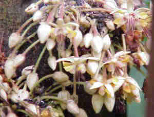 Flores del cacaotero