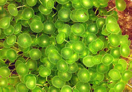 Algas acetabularia