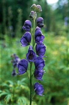 Acónito (Aconitum napellus), planta extremadamente venenosa, perteneciente a la familia de las ranunculáceas