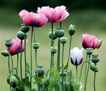 Adormidera (Papaver somniferum)