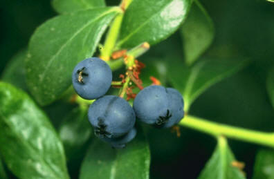Arándano (Vaccinum myrtillus)