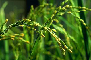 Los Dayakos, de Borneo, invocan el alma del arroz para que no abandone la planta y les condene a la hambruna