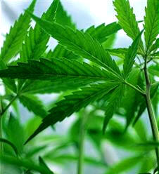 Cáñamo (Cánnabis sativa